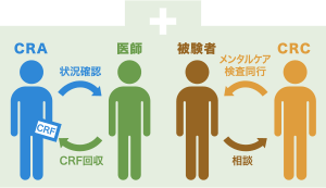 CRAは治験を行う医師に状況確認をしたりCRF(症例報告書)を回収したりするのが役割。一方、CRCはメンタルケアや検査同行、相談相手など被験者のサポート業務を担う。医師のCRF作成のフォローも行う。