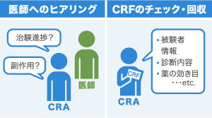 モニタリング業務では医師へのヒアリングで試験の進捗や副作用の状況を確認したり、CRF(症例報告書)の被験者情報や診断内容、薬の効き目などをチェックして回収したりする。